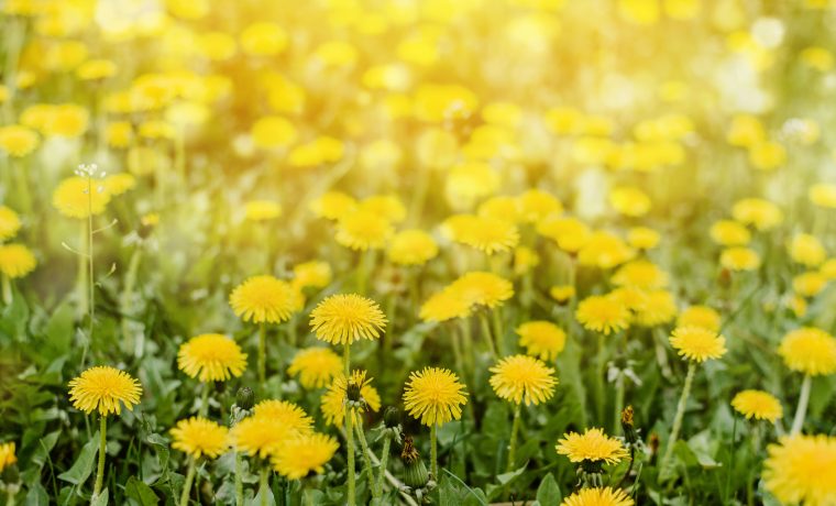 春を先取り！カーテンを変えてお部屋を一新しよう