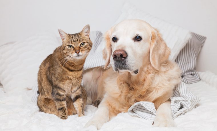 愛犬も大満足！？ペットとの毎日がもっと楽しくなるAIFYのおすすめアイテム5選