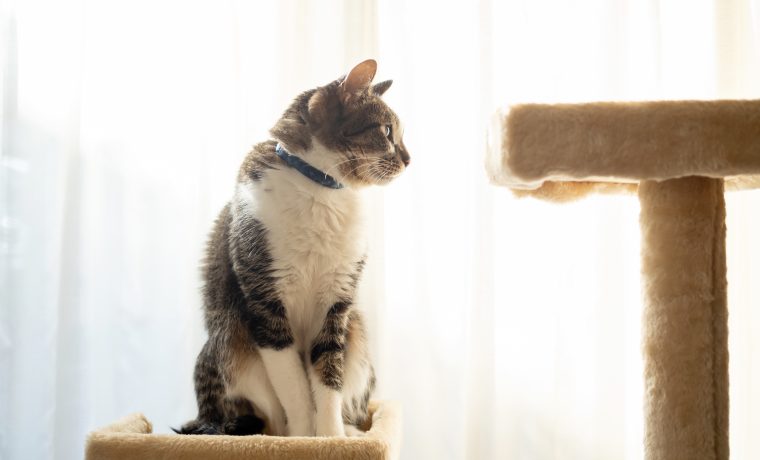 高さ重視？それとも安定性？キャットタワー選びのポイント