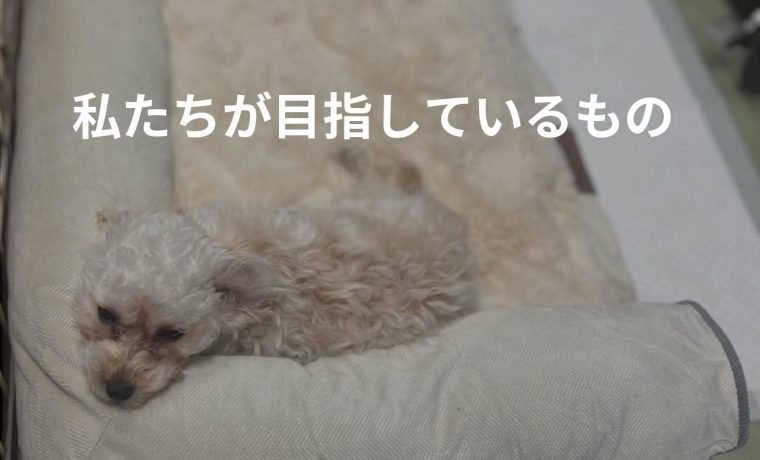 動物たちの笑顔が見たい！AIFYが里親会を応援する理由